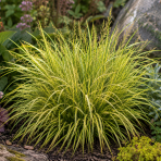 Ostrica oshimská (Carex oshimensis) ‘Evergold’ - kont. C1,5L